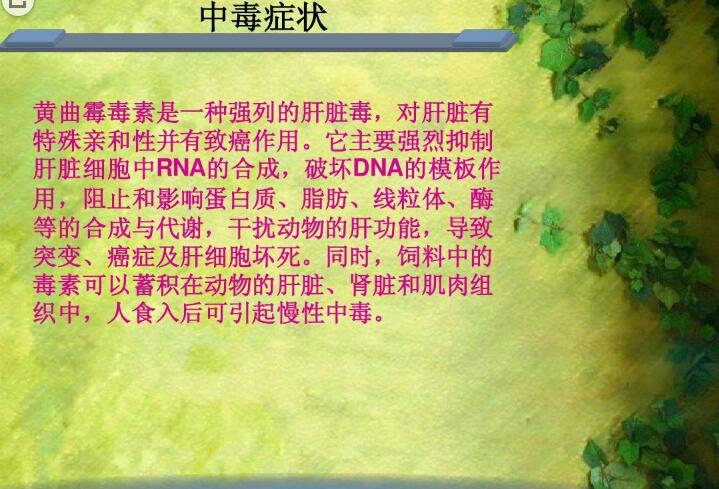 六、黃曲霉毒素對人和動物有哪些危害？