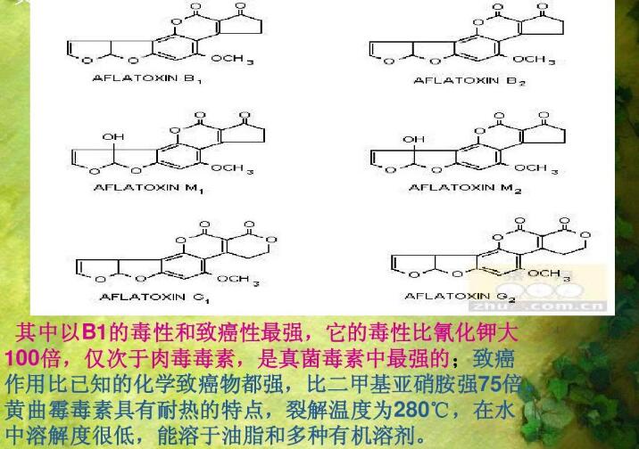  四、黃曲霉毒素的性質(zhì)